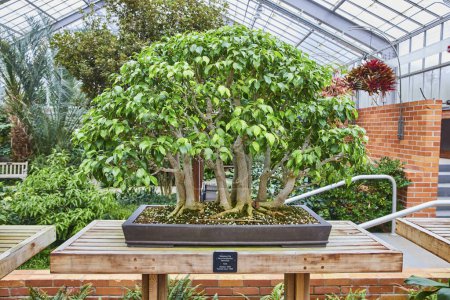 Bonsai centerpiece in serene indoor greenhouse at Matthaei Botanical Gardens, Michigan, showcasing meticulous horticulture and tranquility