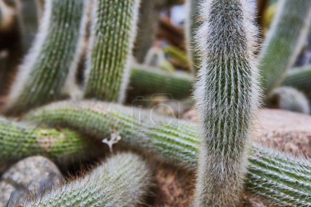 Close-up of cacti cluster displaying unique textures in Matthaei Botanical Gardens, Michigan, showcasing natures resilience and adaptability