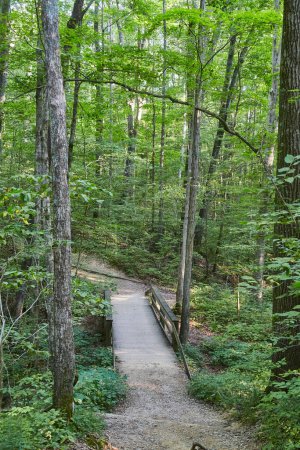 Tranquil Forest Trail with Wooden Bridge in McCormicks Creek Falls, Indiana, 2017