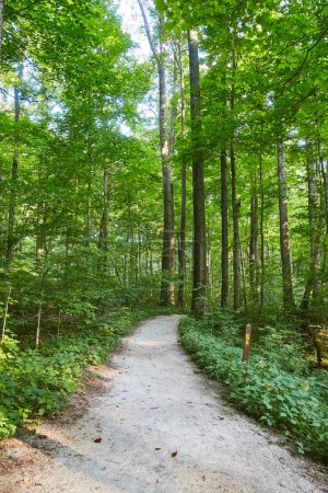 Serene forest path in McCormicks Creek Falls, Indiana, inviting exploration and tranquility, 2017