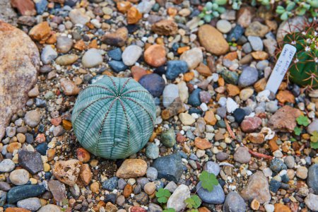 Photo for Vibrant desert scene showcasing a solitary Echinocactus among multicolored pebbles at the renowned Matthaei Botanical Gardens in Michigan - Royalty Free Image