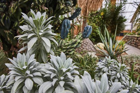 Diverse saftige Gärten im Matthaei Botanical Gardens, Ann Arbor, Michigan, mit einer Vielfalt an Texturen und Grüntönen unter diffusem natürlichen Licht.