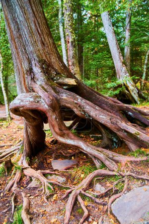 Vibrant 2017 image of a resilient gnarled tree with exposed roots in the lush forest of LAnse Township, Michigan, displaying natures complexity and beauty.