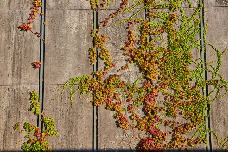 Herbstlicher Efeu klettert an Betonwand an der Universität Michigans Law Quadrangle, im Gegensatz zu Natur und Architektur