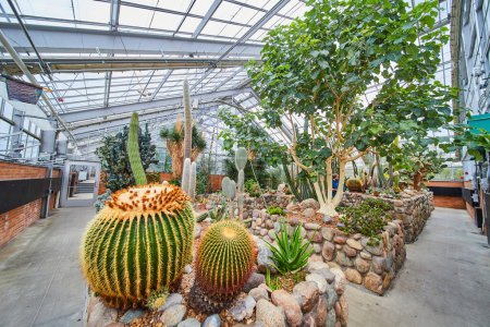 Visiteur explorant divers cactus et succulents dans les jardins botaniques Matthaei remplis de lumière du soleil, Ann Arbor, Michigan