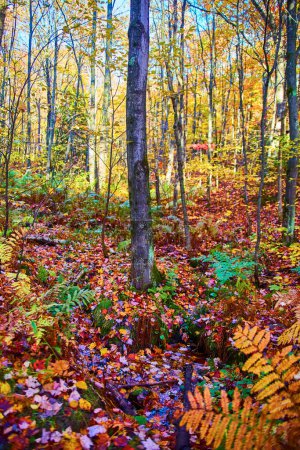 Foto de Colores de otoño vibrantes en el bosque de las cataratas húngaras, Michigan, 2017 - Imagen libre de derechos