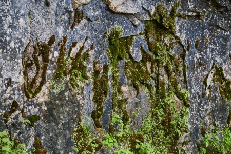 Nahaufnahme von widerstandsfähigem Moos, das an einer verwitterten Felswand in Cataract Falls, Indiana, gedeiht und die Schönheit und Textur des Naturwachstums im Jahr 2017 einfängt.