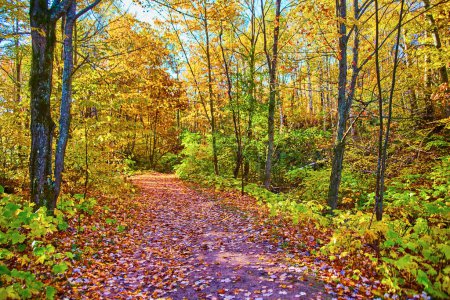 Vibrant autumn colors on a peaceful forest trail at Hungarian Falls, Michigan, 2017