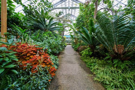Vibrante interior de invernadero en Matthaei Botanical Gardens, Michigan, con un camino rodeado de plantas exóticas