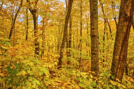 Forêt d'automne vibrante à Keweenaw, Michigan - une symphonie de couleurs automnales