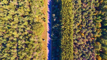 Aerial view of an undisturbed forest in Harbor Cove, Michigan, bisected by a straight road, glowing in autumn hues captured by a DJI Phantom 4 drone.