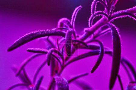 Macro View of Furry Spiral Leaves in Vibrant Purple Tones, Fort Wayne, Indiana, 2017