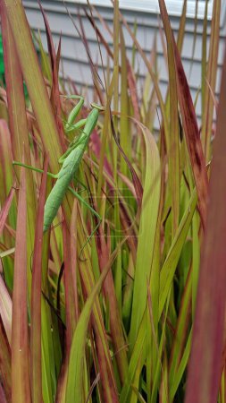 Close-up of a Praying Mantis Camouflaged Amid Vibrantly Colored Grass in a Suburban Garden