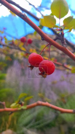 Téléchargez les photos : Baies rouges mûres sur une branche, gros plan en plein jour, mettant en valeur la beauté naturelle de Ouray, Colorado, 2021 - en image libre de droit