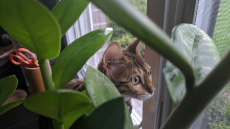 Téléchargez les photos : Alerte chat domestique regardant à travers une plante d'intérieur luxuriante à un rebord de fenêtre, éclairée par une lumière naturelle douce - en image libre de droit