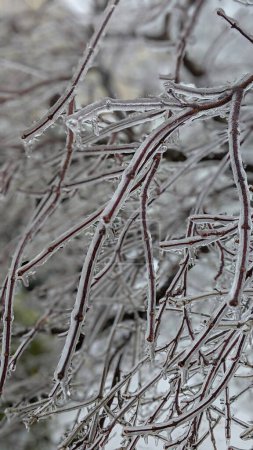 Vereiste Zweige am Wintertag, ein kompliziertes natürliches Kunstwerk