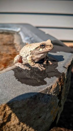 Alerte Camouflage de grenouille sur du béton altéré à la lumière naturelle, Fort Wayne, Indiana 2021