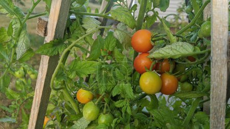 Ripe and unripe tomatoes on vine in home garden, symbolizing organic growth and sustainable farming