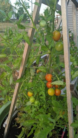 Plante florissante de tomate de jardin domestique soutenue par un treillis de bois dans une arrière-cour ensoleillée de banlieue, symbolisant l'agriculture biologique et l'autosuffisance