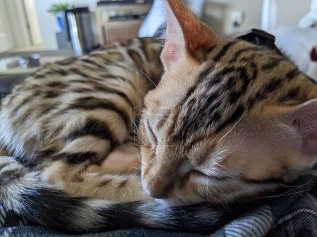Heitere bengalische Katze schläft in gemütlicher häuslicher Umgebung und zeigt Ruhe und Komfort