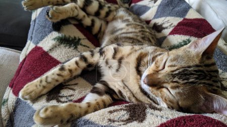 Bengal cat relaxing on colorful geometric blanket, capturing comfort and tranquility in a domestic setting.
