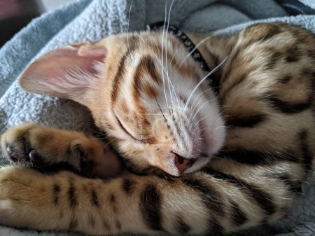 Sleeping Bengal kitten on soft blanket, showcasing tranquil innocence and relaxation in natural light