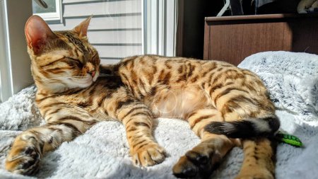 Serene Bengal tabby cat enjoying a sunny nap on a fluffy white blanket in a cozy home setting in Fort Wayne, Indiana, 2021