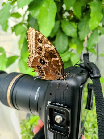 Schmetterling thront auf Spiegelreflexkamera im üppigen botanischen Garten und symbolisiert Natur trifft Technologie, Fort Wayne, Indiana 2022