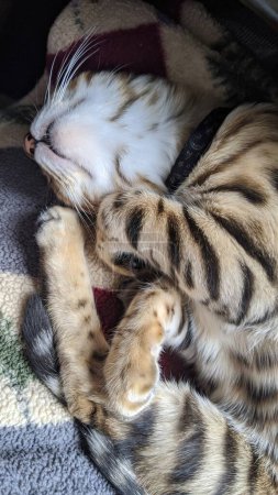 Sleeping striped cat curled up on multicolored blankets, conveying tranquility in a domestic setting
