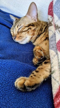 Sleeping Bengal tabby cat in cozy blanket nest, displaying tranquil pet relaxation in a close-up shot from Fort Wayne, Indiana, 2021.