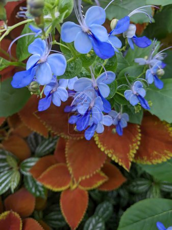 Flores azules vibrantes florecen en medio de exuberante follaje en un tranquilo Ann Arbor, Michigan jardín, mostrando naturalezas intrincada belleza.