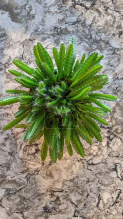 Vibrant green cactus on a textured grey stone surface, showcasing natures resilience and growth