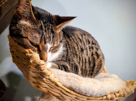 Sleeping Tabby Cat in Cozy Basket, Fort Wayne, Indiana, 2022 Scène d'animal domestique paisible