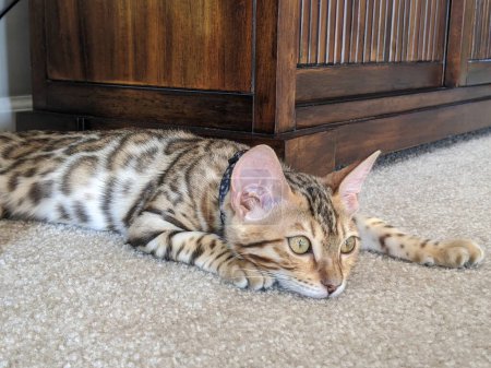 Relaxed Bengal cat with captivating green eyes, lounging on a carpet in a warm, cozy home environment