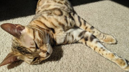 Bengalische Katze schläft friedlich in warmem Sonnenlicht auf weichem beigen Teppich und unterstreicht die Gelassenheit des häuslichen Lebens und der Haustiere.