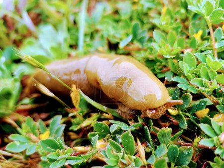 Close-up of a vibrant Banana Slug amid lush greenery in a San Francisco forest, showcasing the beauty of wildlife and biodiversity.