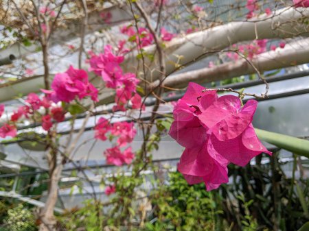 Lebendige rosa Bougainvillea in voller Blüte, die einen Farbtupfer in einer urbanen Gartenlandschaft in Muncie, Indiana, schafft