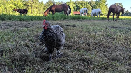 Primer plano de un pollo gris en una granja pastoral con diversos caballos pastando y granero de techo rojo, que representa la serena vida rural.