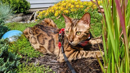 Bengale Cat in Harness Exploration du jardin luxuriant à Fort Wayne, Indiana, 2021