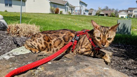 Bengal cat enjoying a sunny day in Fort Wayne, Indiana, securely harnessed for a leisurely exploration in a suburban backyard, embodying responsible pet ownership.