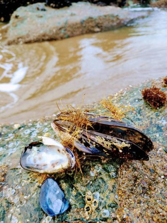 Nahaufnahme von Muschelschalen an einem felsigen Strand in San Francisco, Kalifornien, die die Schönheit der Meereslebewesen im Jahr 2022 zeigen