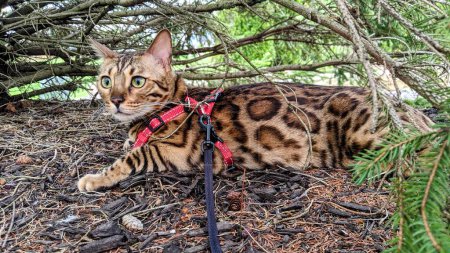 Bengalische Katze in rotem Geschirr erkundet Outdoor-Umgebung in Fort Wayne, Indiana, evoziert Themen exotischer Haustierabenteuer und verantwortungsvollen Besitzes, 2021
