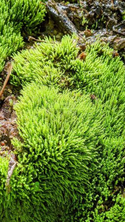 Lebendiges Grünes Moos in Nahaufnahme mit Dewy Spinnennetz, Erfassung der Frische des natürlichen Ökosystems, Bloomington, Indiana, 2021