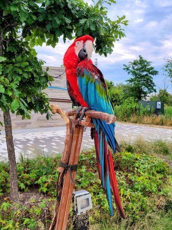 Vibrant Red Macaw Perched on Branch at Switchyard Park, Bloomington, Exhibiting Natures Splendor in 2022