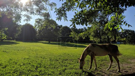 Peaceful horse grazing in lush green pasture during golden hour, exuding rural tranquility and natural beauty