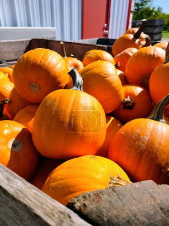 Ripe pumpkins in a rustic crate in rural Indiana, symbolizing autumn harvest and farm freshness