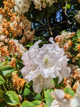 Lebhafte Aufnahme einer frischen weißen Blume, die inmitten verfallender Blütenblätter in einem sonnenbeschienenen Garten im kalifornischen Oakland blüht und die Vergänglichkeit des Lebens symbolisiert