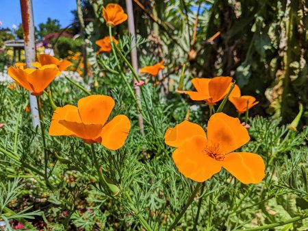 California Poppies floreciendo en un jardín comunitario en Fort Mason, San Francisco - un signo vibrante de primavera, 2023