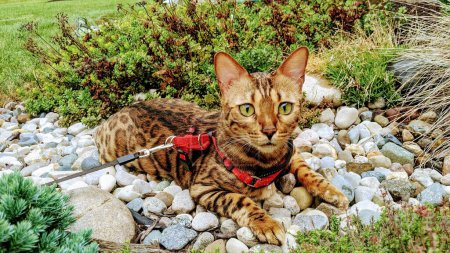 Bengal Cat Enjoying Outdoor Time in Serene Garden, Fort Wayne, Indiana, 2021