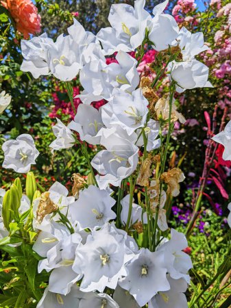 Photo for Vibrant close-up of white bell-shaped flowers in full bloom at a lush community garden in Fort Mason, San Francisco, California, 2023 - Royalty Free Image